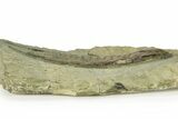 Lower Cambrian Trilobite (Neltneria) - Issafen, Morocco #227808-5